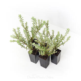 Westringia fruticosa Smokey