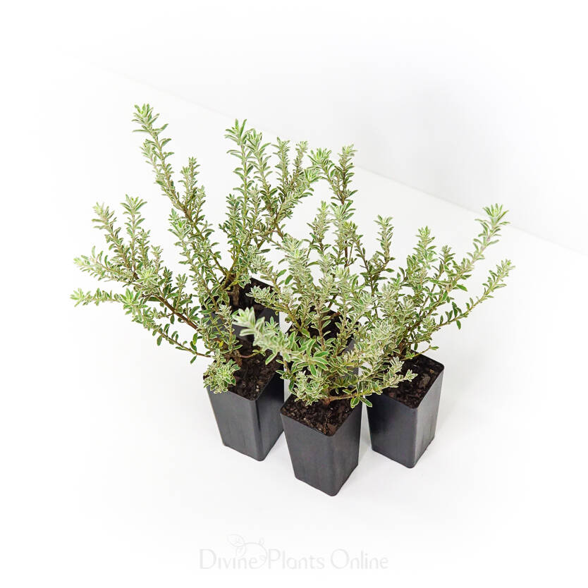 Westringia fruticosa Smokey