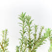 Westringia fruticosa Smokey