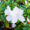 Azalea indica Mortii