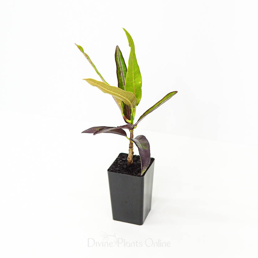 Codiaeum William Craig Divine Plants Online Shop