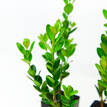 Buxus microphylla Faulkner