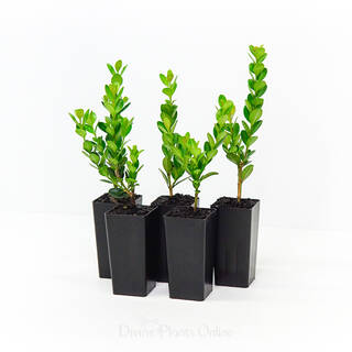 Buxus microphylla Faulkner