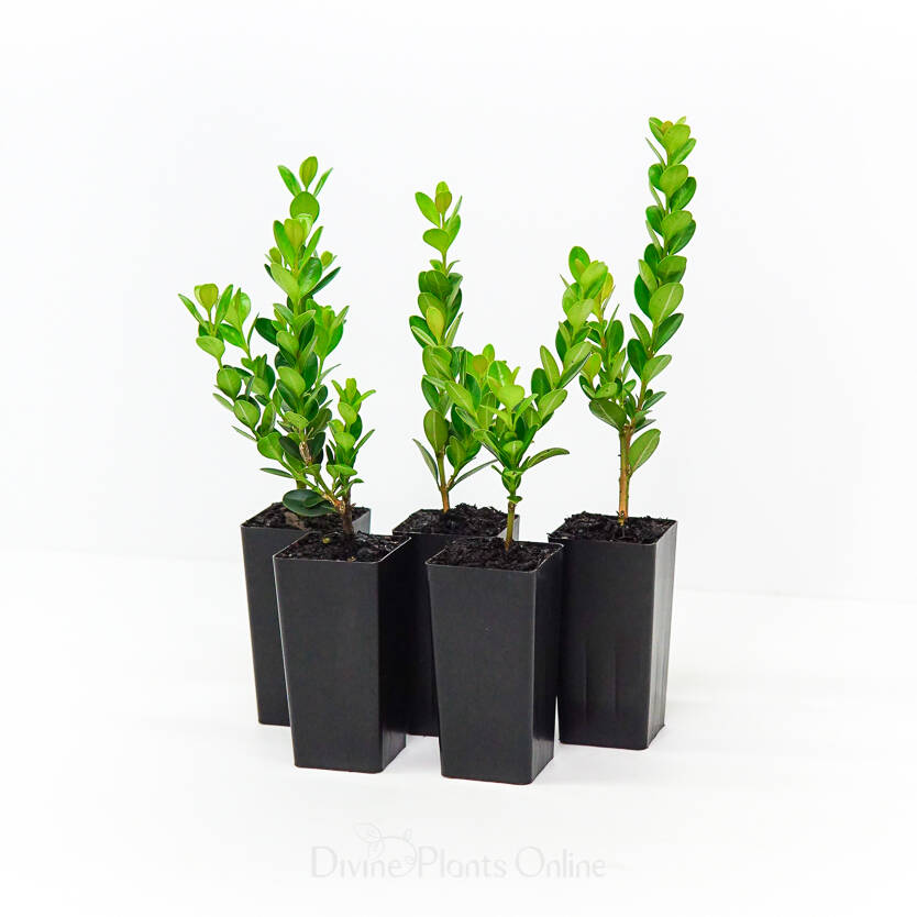 Buxus microphylla Faulkner