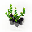 Buxus microphylla Faulkner