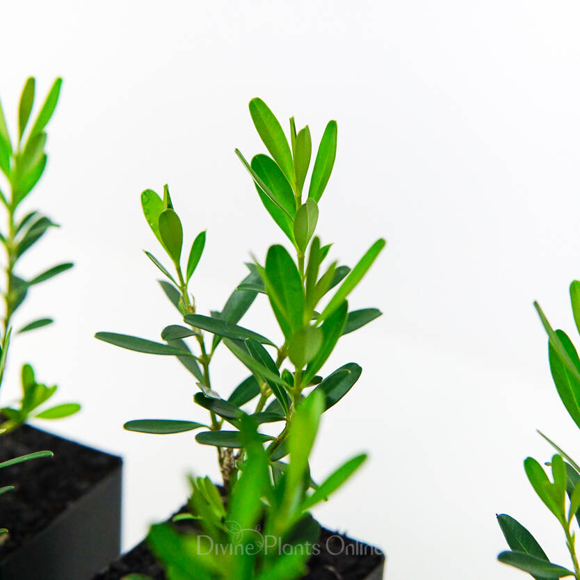Buxus harlandii Divine Plants Online Shop