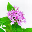 Pentas Lucky Star