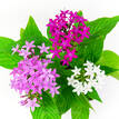 Pentas Lucky Star