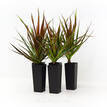 Dracaena marginata Black Knight
