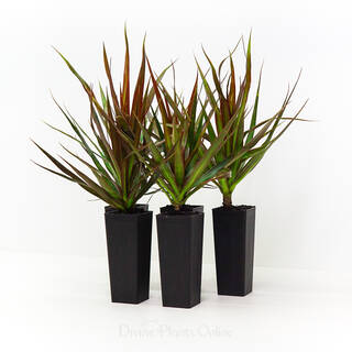 Dracaena marginata Black Knight