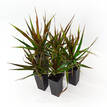 Dracaena marginata Black Knight