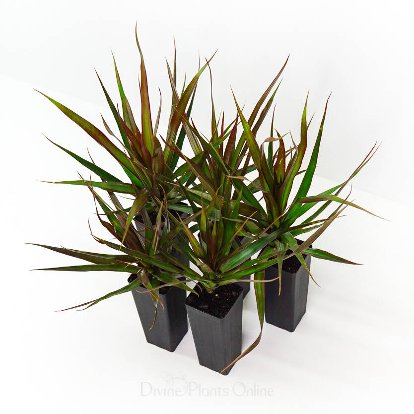 Dracaena marginata Black Knight Divine Plants Online Shop