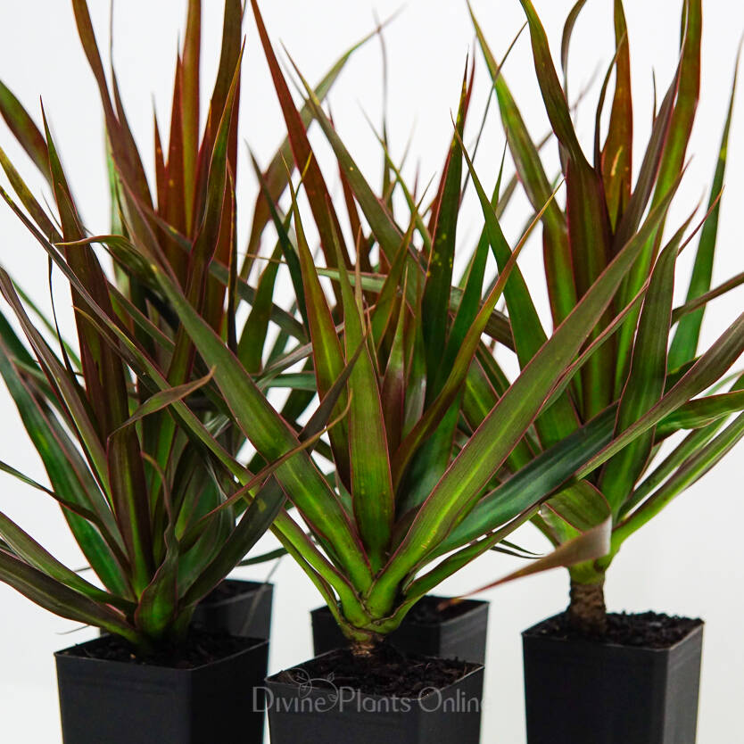 Dracaena marginata Black Knight Divine Plants Online Shop