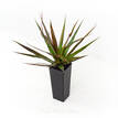 Dracaena marginata Black Knight