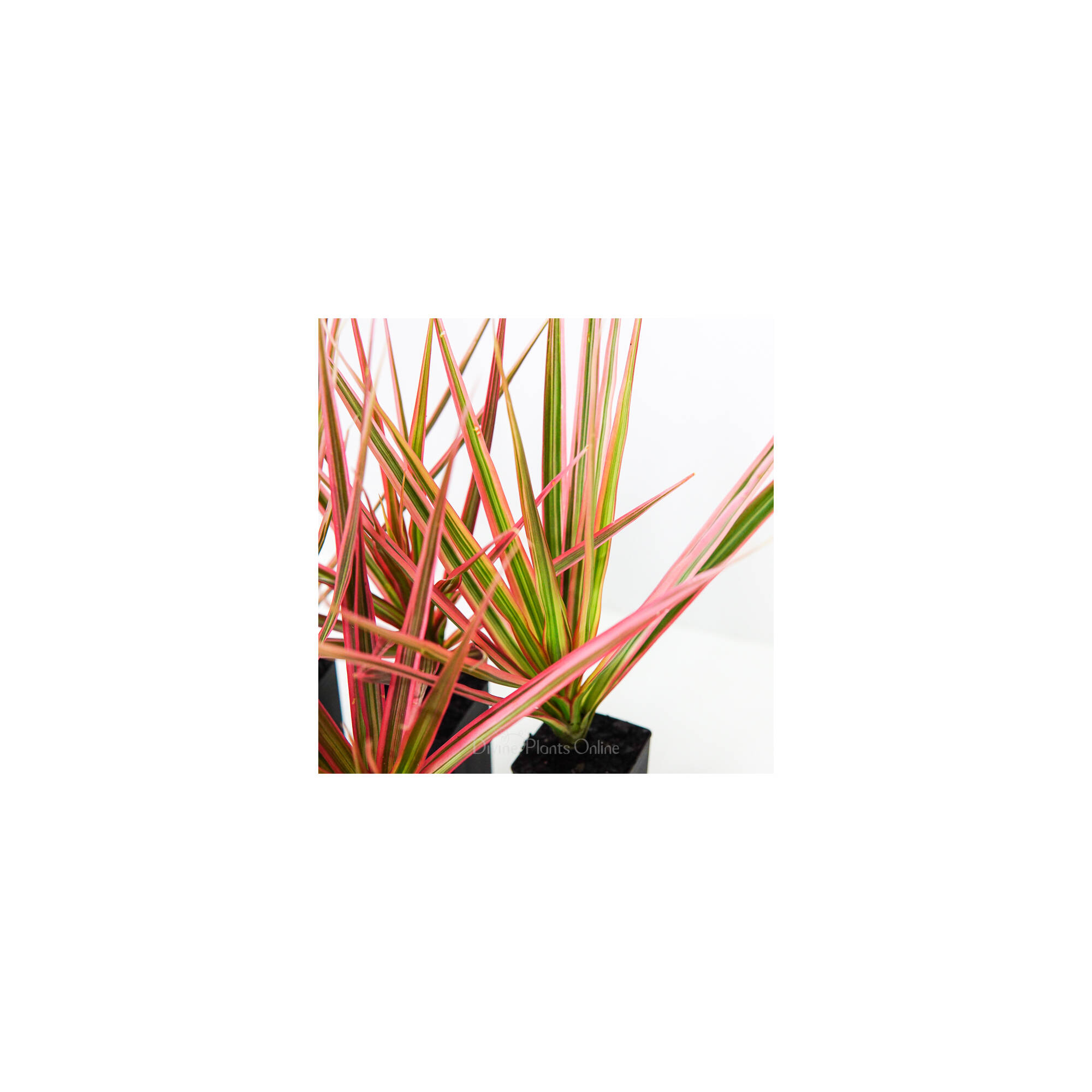 Dracaena Colorama Divine Plants Online Shop