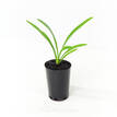 Agapanthus orientalis White