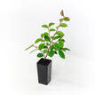 Loropetalum chinense White