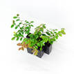 Loropetalum chinense White