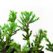 Juniperus taxifolia Lutchuensis