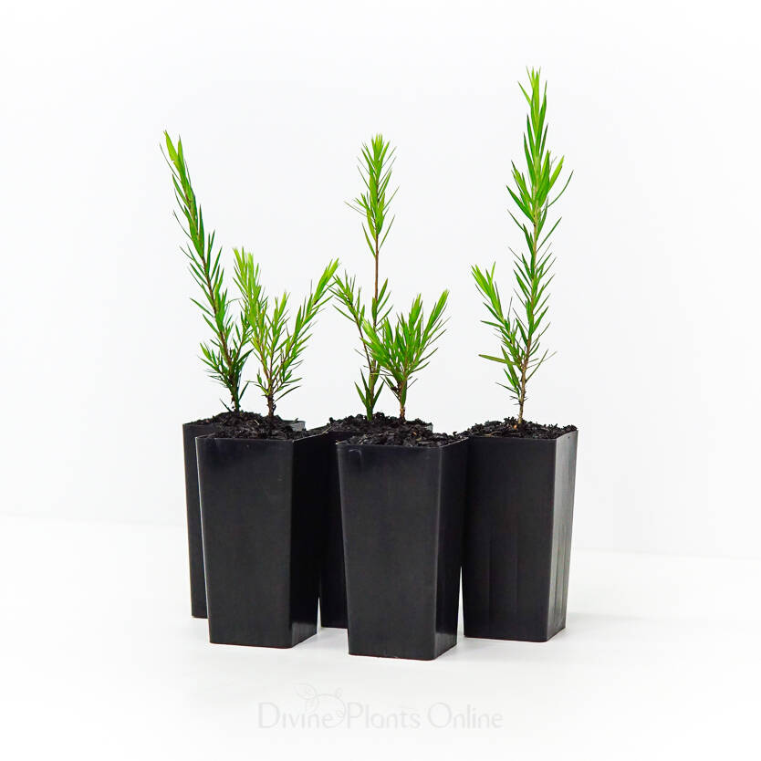 Melaleuca bracteata Revolution Green