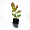 Photinia Pink Marble