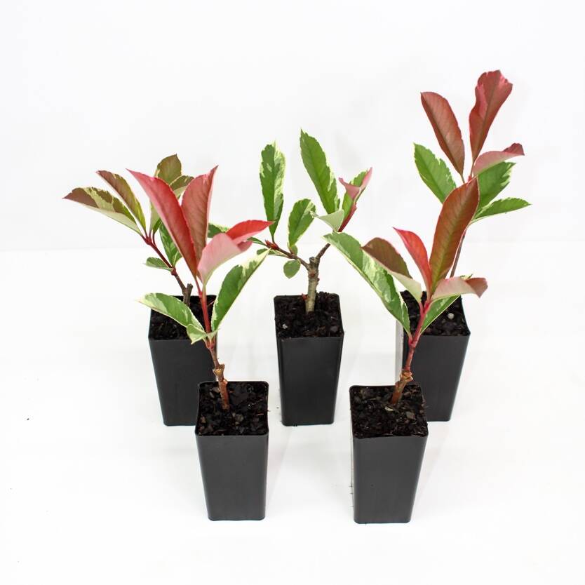 Photinia Pink Marble