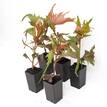 Acalypha wilkesiana Raggedy Anne