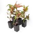 Acalypha wilkesiana Raggedy Anne