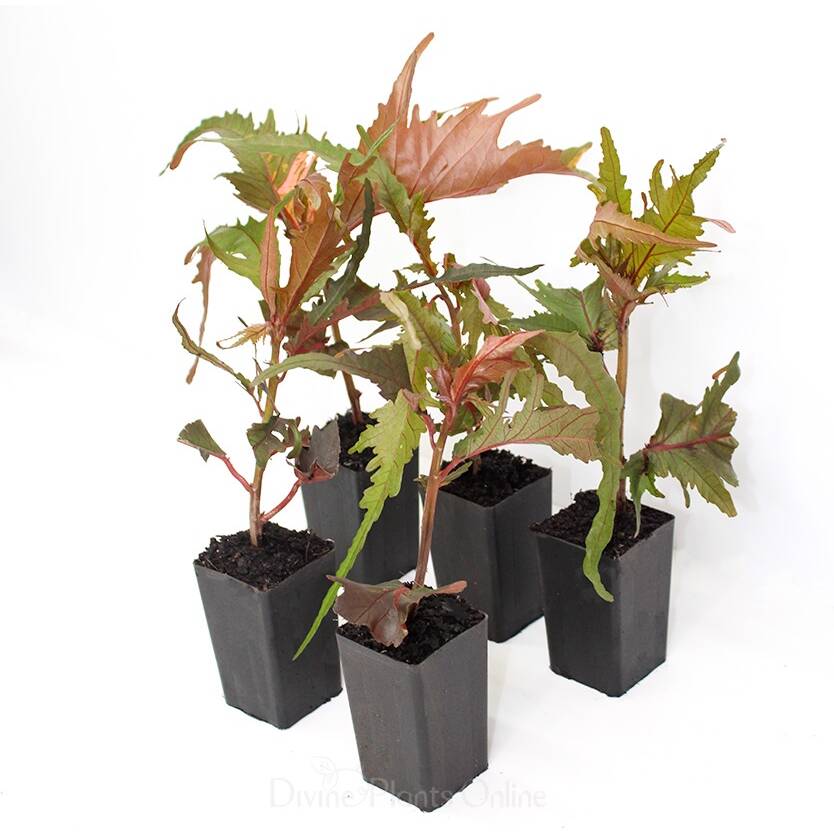 Acalypha wilkesiana Raggedy Anne