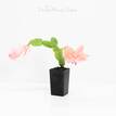 Schlumbergera truncata Zygocactus Peach