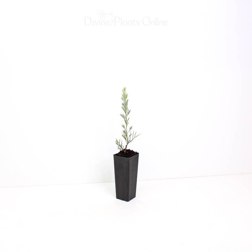 Grevillea Ellendale Lace Divine Plants Online Shop