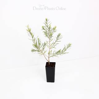 Melaleuca linariifolia Snowflake