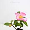 Camellia sasanqua Paradise Glow