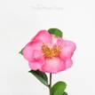Camellia sasanqua Rose Ann