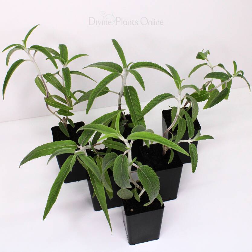 Salvia Dark Purple Divine Plants Online Shop