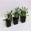 Gazania Kiss Frosty White