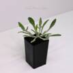 Gazania Kiss Frosty White