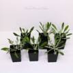 Gazania Kiss Frosty White