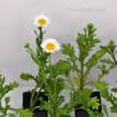 Chrysanthemum Pure White