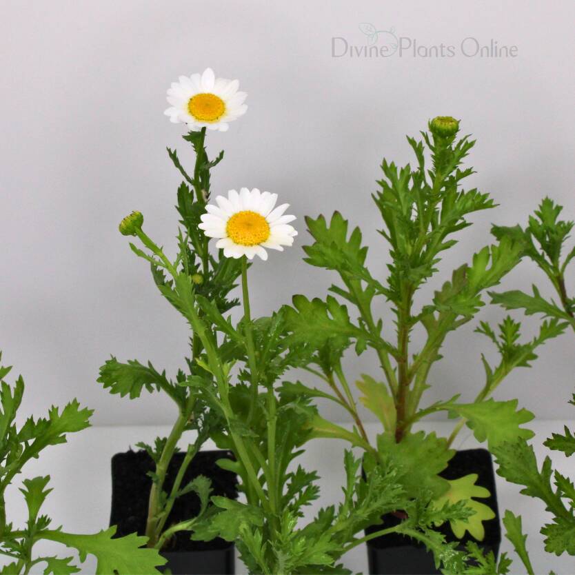Chrysanthemum Pure White
