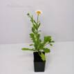 Chrysanthemum Pure White