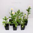Chrysanthemum Pure White