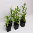 Chrysanthemum Pure White