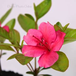 Azalea Red Glitter