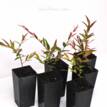 Austromyrtus Dulcis