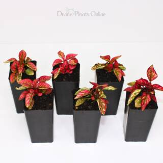 Hypoestes Red