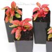 Hypoestes Red