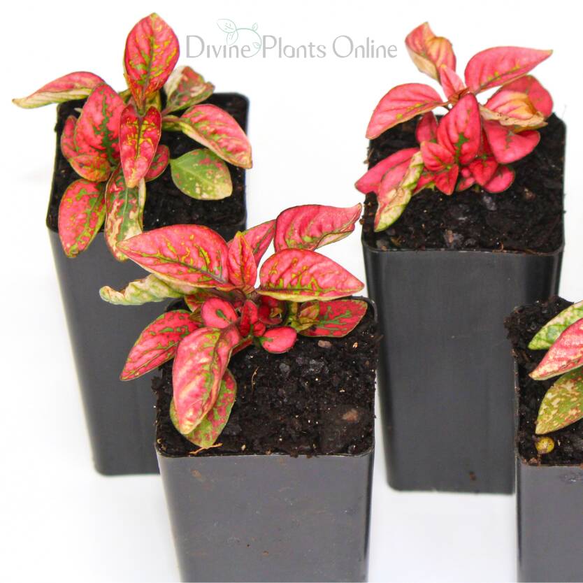 Hypoestes Red Divine Plants Online Shop Divine Plants Online Shop