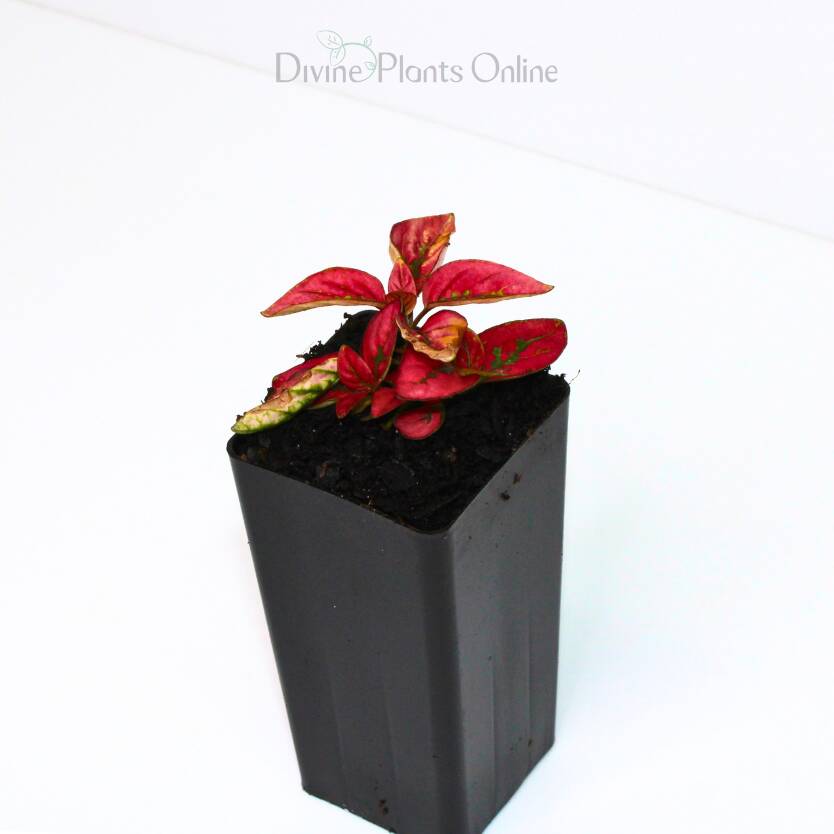Hypoestes Red Divine Plants Online Shop Divine Plants Online Shop