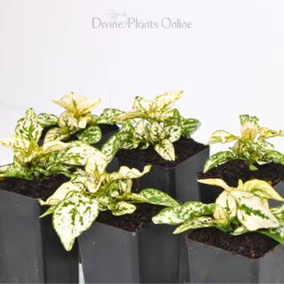 Hypoestes White